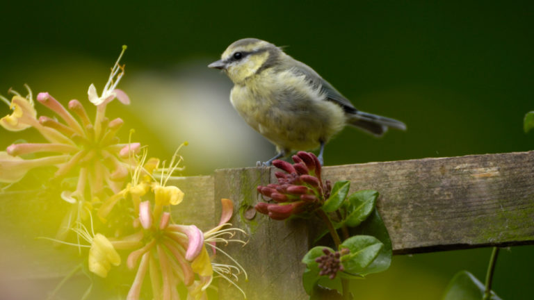 Birmingham Developer And RSPB Call for Homeowners To Use Gardens As A Haven For Struggling Wildlife